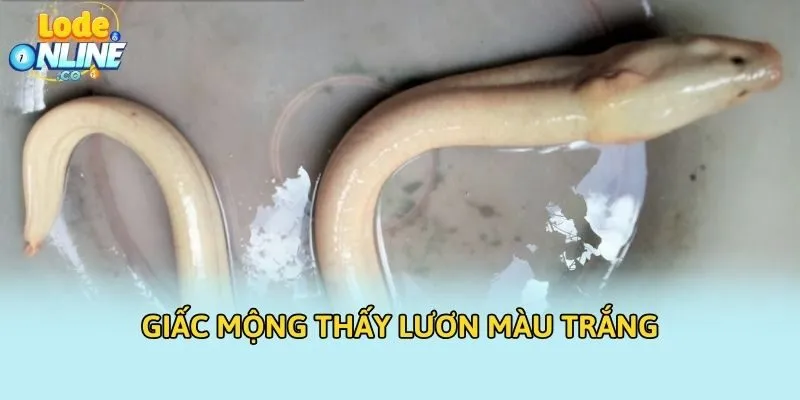 Giấc mộng thấy lươn màu trắng