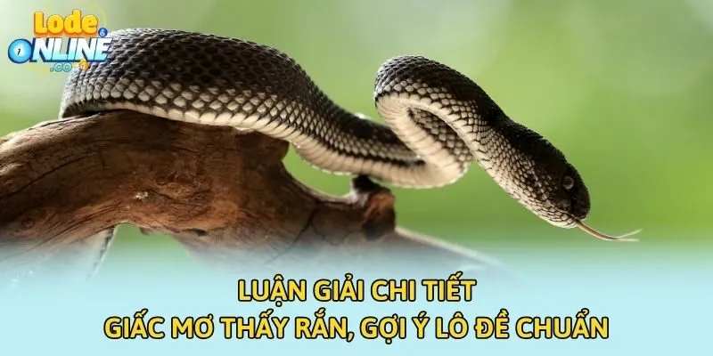 Luận Giải Chi Tiết Giấc Mơ Thấy Rắn, Gợi Ý Lô Đề Chuẩn