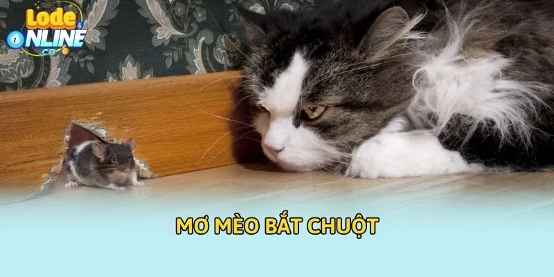 Mơ mèo bắt chuột