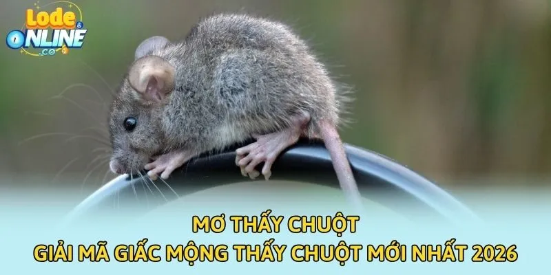 Mơ Thấy Chuột - Giải Mã Giấc Mộng Thấy Chuột Mới Nhất 2026